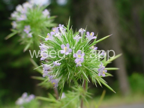 navarretia, needle-leaf